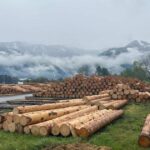 Hochwertiges Brennholz mit kostenloser Lieferung