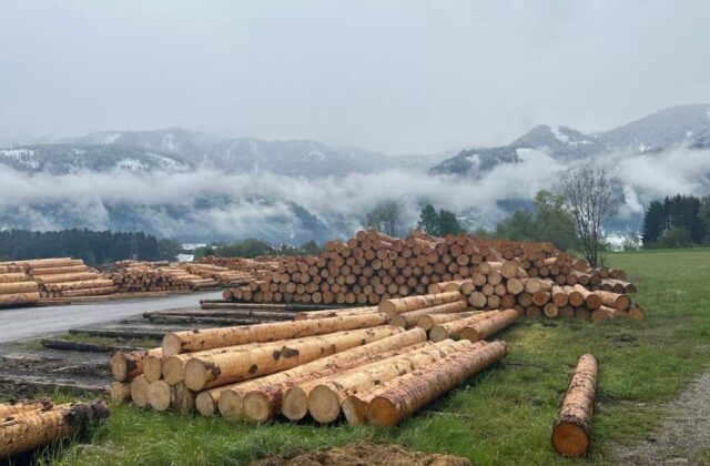 Hochwertiges Brennholz mit kostenloser Lieferung
